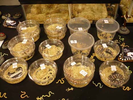 SW Florida Reptile Expo